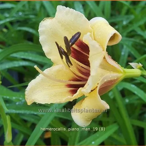 Hemerocallis 'Piano Man'