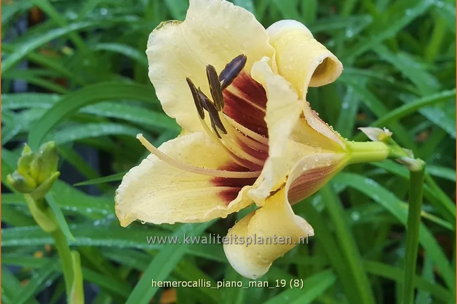 Hemerocallis 'Piano Man'