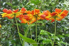 Helenium 'Rauchtopas'