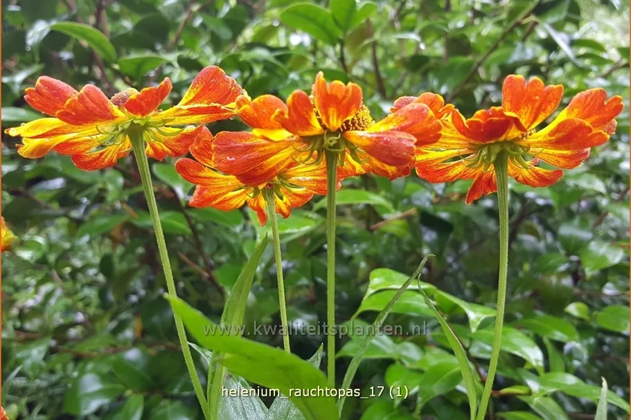 Helenium 'Rauchtopas'
