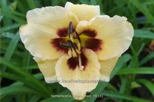 Hemerocallis 'Piano Man'