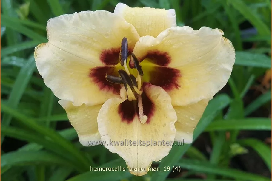 Hemerocallis 'Piano Man'