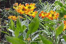 Helenium 'Rauchtopas'