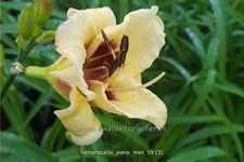 Hemerocallis 'Piano Man'