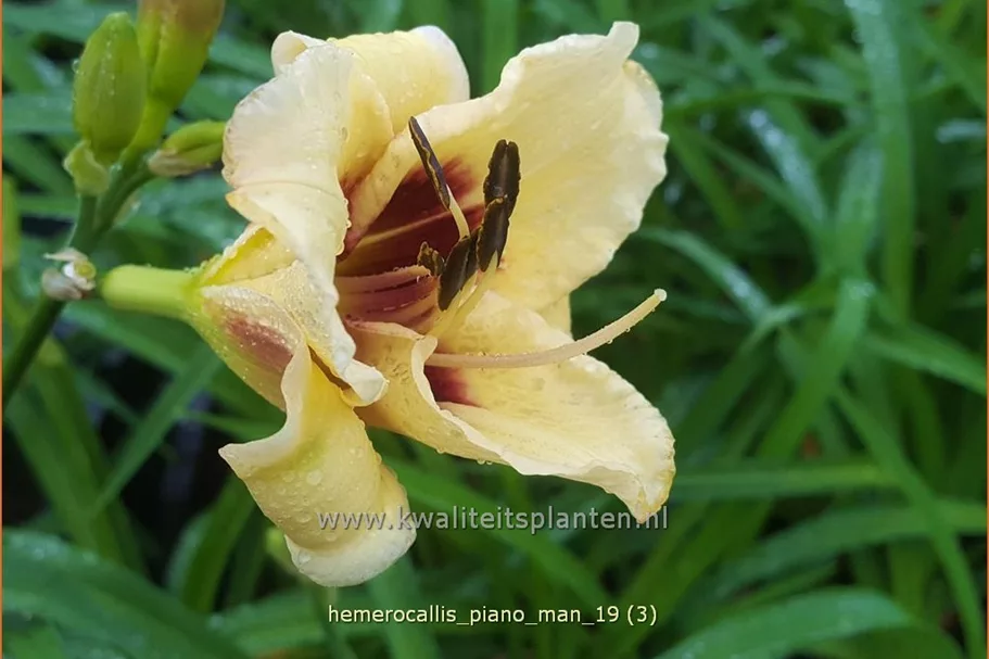Hemerocallis 'Piano Man'