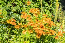 Helenium 'Rauchtopas'