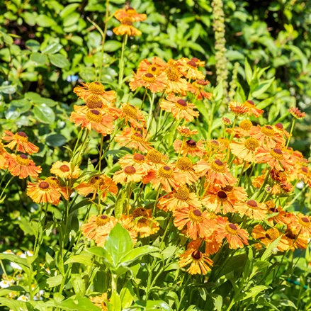 Helenium 'Rauchtopas'