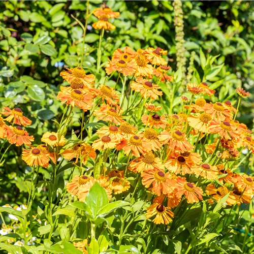 Helenium 'Rauchtopas'