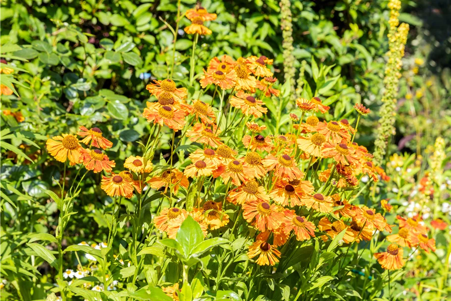 Helenium 'Rauchtopas'