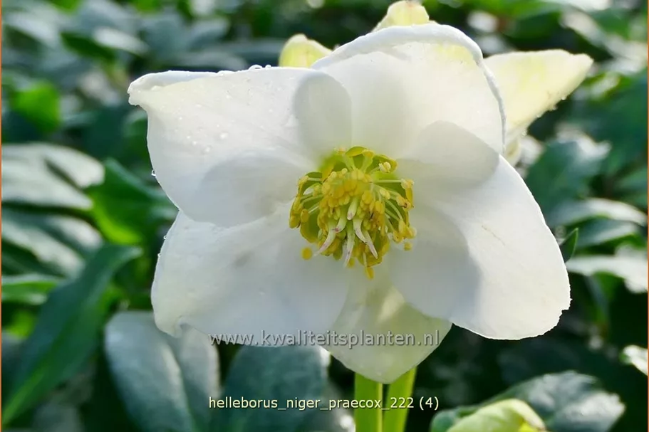 Helleborus niger 'Praecox'