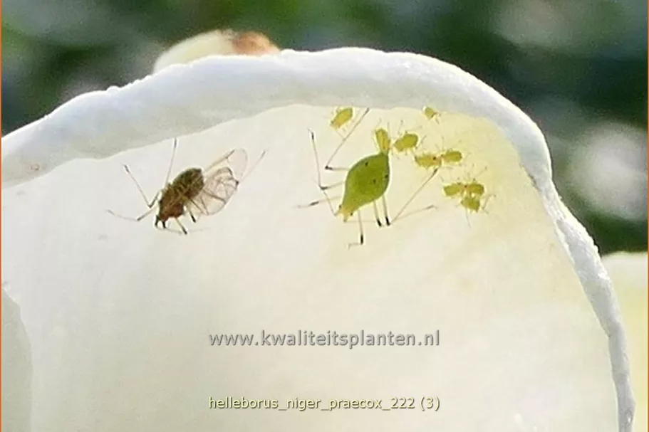 Helleborus niger 'Praecox'