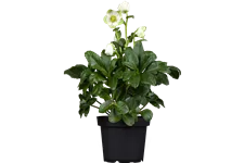 Helleborus niger 'Praecox'