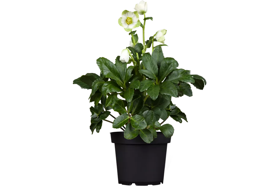 Helleborus niger 'Praecox'