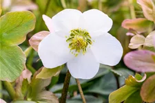 Helleborus niger 'Praecox'