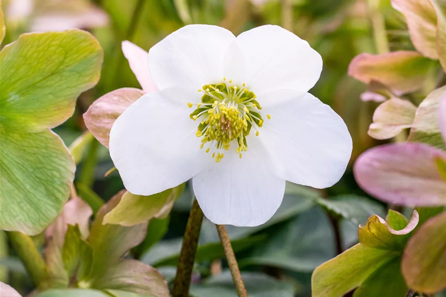 Helleborus niger 'Praecox'