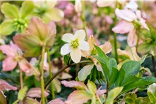 Helleborus niger 'Praecox'