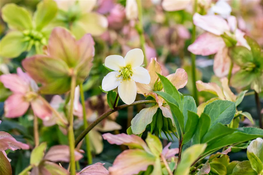 Helleborus niger 'Praecox'