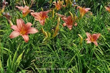 Hemerocallis 'Pink Damask'