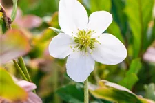 Helleborus niger 'Praecox'