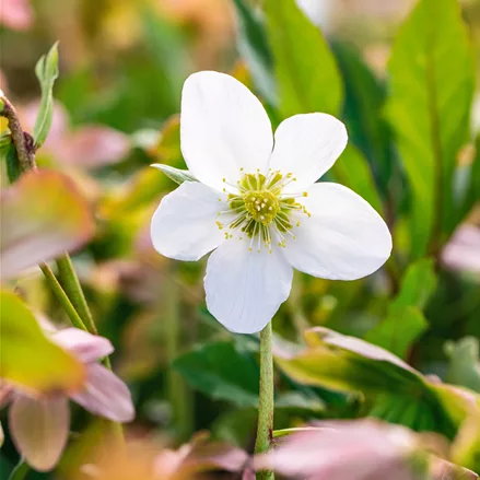 Helleborus niger 'Praecox'