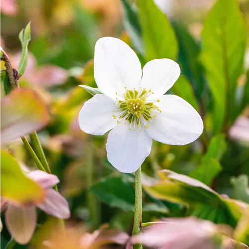 Helleborus niger 'Praecox'