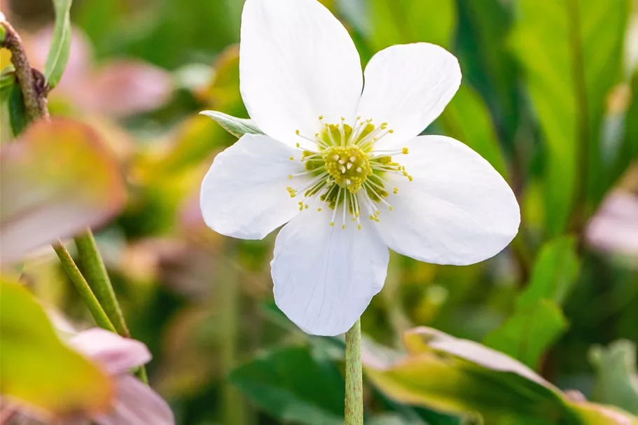Helleborus niger 'Praecox'