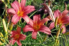 Hemerocallis 'Pink Damask'