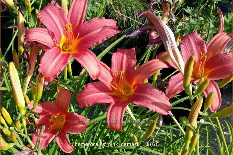 Hemerocallis 'Pink Damask'