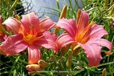 Hemerocallis 'Pink Damask'
