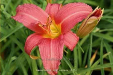 Hemerocallis 'Pink Damask'