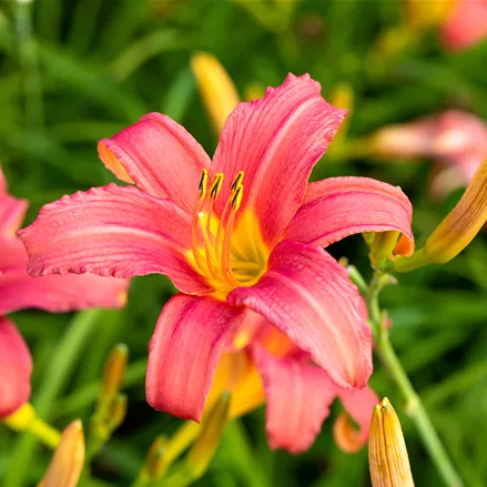 Hemerocallis 'Pink Damask'