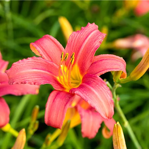 Hemerocallis 'Pink Damask'