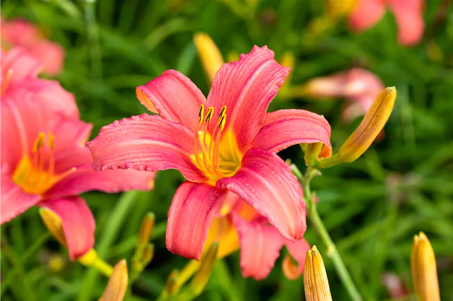 Hemerocallis 'Pink Damask'