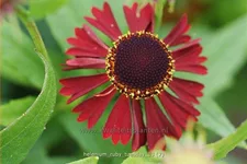 Helenium 'Ruby Tuesday'®