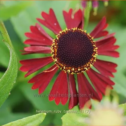 Helenium 'Ruby Tuesday'®
