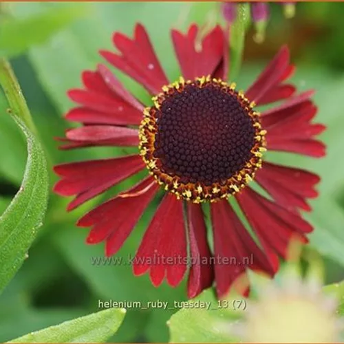 Helenium 'Ruby Tuesday'®