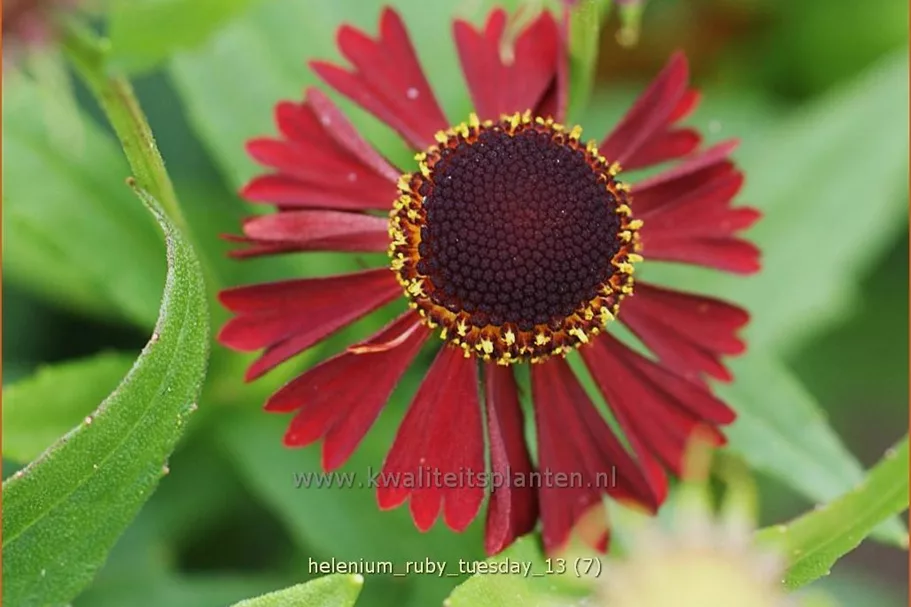 Helenium 'Ruby Tuesday'®