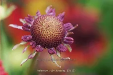 Helenium 'Ruby Tuesday'®