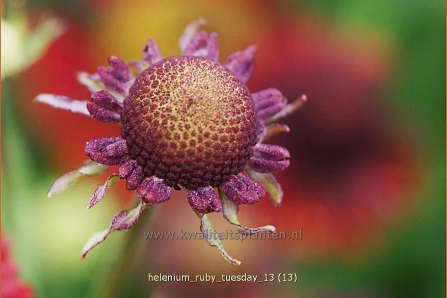 Helenium 'Ruby Tuesday'®