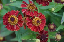 Helenium 'Ruby Tuesday'®
