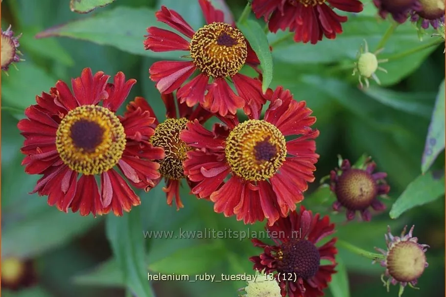 Helenium 'Ruby Tuesday'®