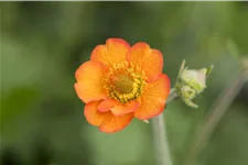 Geum chiloense 'Totally Tangerine'
