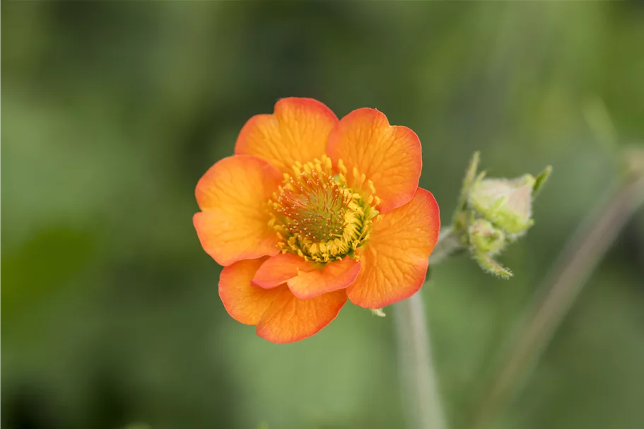 Geum chiloense 'Totally Tangerine'