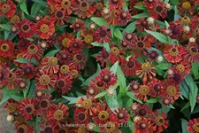 Helenium 'Ruby Tuesday'®