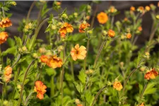 Geum chiloense 'Totally Tangerine'
