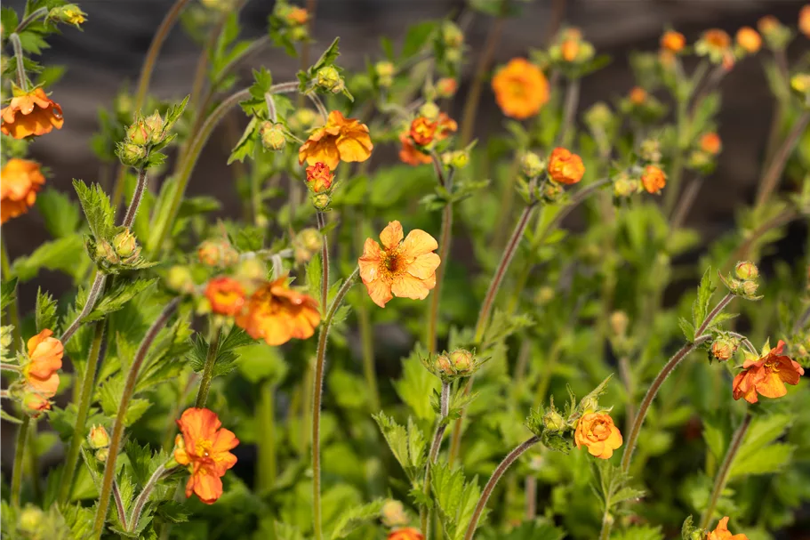 Geum chiloense 'Totally Tangerine'