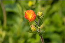 Geum chiloense 'Totally Tangerine'