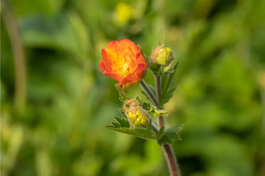 Geum chiloense 'Totally Tangerine'
