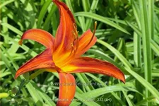 Hemerocallis 'Sammy Russell'