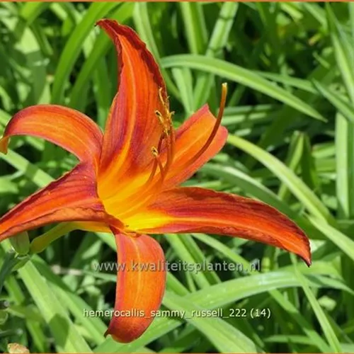 Hemerocallis 'Sammy Russell'
